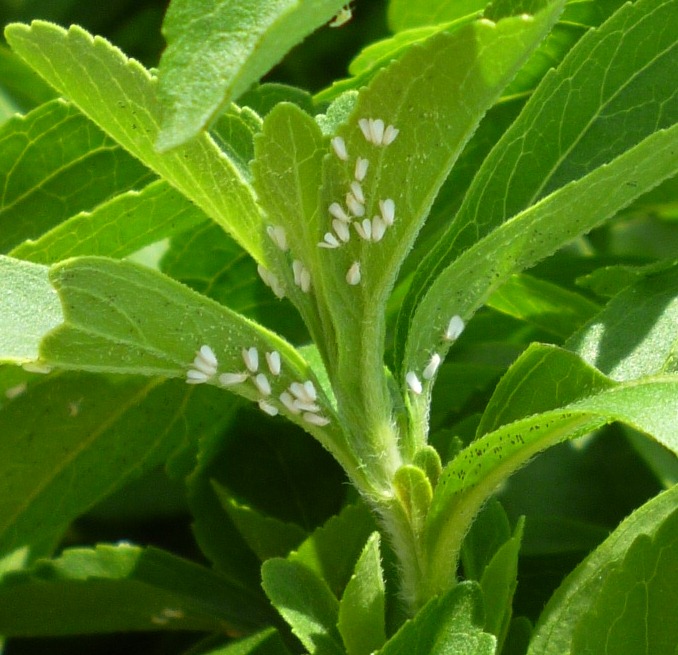 Mosca blanca ataca a la Stevia